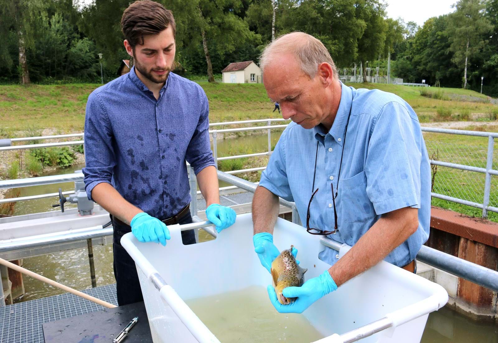 Tobias Epple von der Universität Augsburg und Dr. Oliver Born, Leiter der Fischereifachberatung des Bezirks Schwaben, markieren eine Bachforelle.